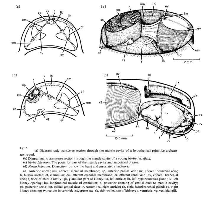 figure image